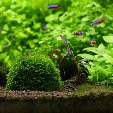 1 pezzo Decorazione per acquario con pianta viva, sfera di muschio filtro per pesci e piante acquatiche sane, muschio escluso