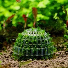 1 pezzo Decorazione per acquario con pianta viva, sfera di muschio filtro per pesci e piante acquatiche sane, muschio escluso