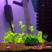 1 pezzo Decorazione per acquario con pianta viva, sfera di muschio filtro per pesci e piante acquatiche sane, muschio escluso