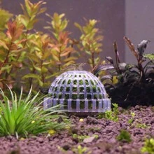 1 pezzo Decorazione per acquario con pianta viva, sfera di muschio filtro per pesci e piante acquatiche sane, muschio escluso