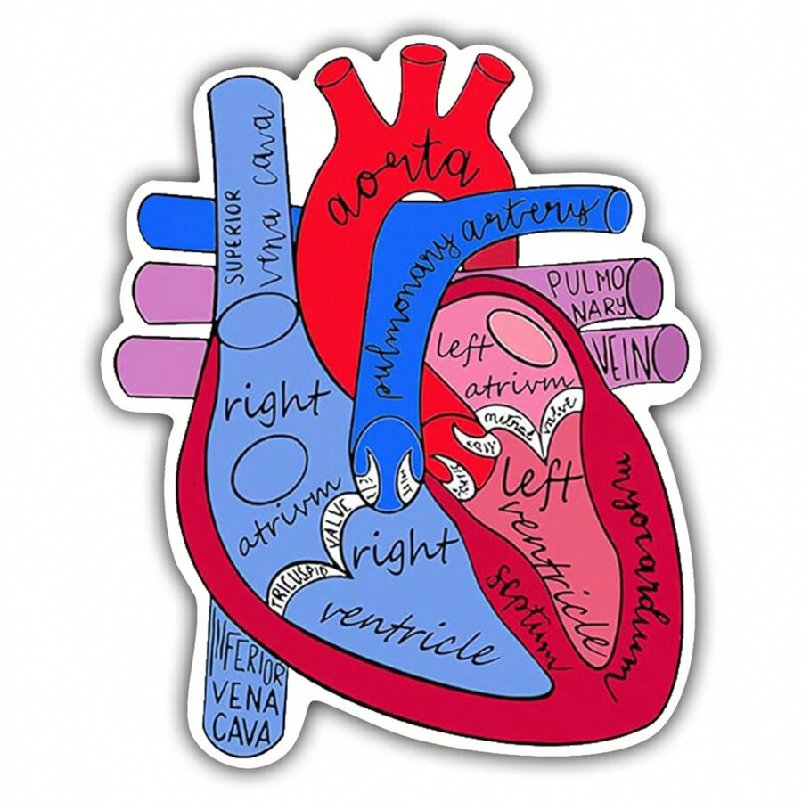 1pc Anatomical Heart Sticker, Cute Nurse Decals, For Car Motorcycle