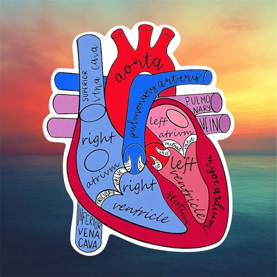 1pc Anatomical Heart Sticker, Cute Nurse Decals, For Car Motorcycle