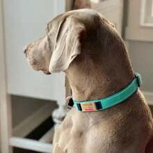 Phụ kiện vòng cổ cho chó cưng DIY bằng nylon có thể điều chỉnh, khắc tùy chỉnh, phù hợp với chó nhỏ-trung bình - Nhiều màu - Xem 2