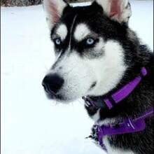 Phụ kiện vòng cổ cho chó cưng DIY bằng nylon có thể điều chỉnh, khắc tùy chỉnh, phù hợp với chó nhỏ-trung bình - Nhiều màu - Xem 3