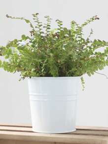 1 个可拆卸挂钩花盆，金属壁挂式花桶（黑色和白色）悬挂式和可放置式花篮，带排水孔，种植自己的草本植物、绿色蔬菜、青苹果、草莓、多汁的垂直绿洲，鲜花悬挂桶，适用于室内和室外、秋季、厨房、阳台、围栏、花园、庭院 - 彩色 - 查看 8