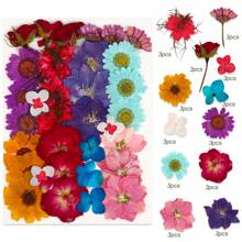 36-37入組天然乾燥花草葉子套裝,適合diy,環氧樹脂,珠寶模具,蠟燭,皂製作,美甲裝飾 - 彩色 - 查看 5