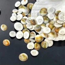 30pcs Natural Sun Shell Conch - Vibrant Colors For DIY Jewelry, Aquarium Decor Crafts - Multicolor - View 1