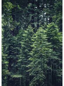 1pc Đẹp Rừng Xanh Đậm Sương Mù Núi Phong Cảnh Phong Cảnh Thiên Nhiên Poster Tranh Canvas Nghệ Thuật Treo Tường Hình Ảnh Trang Trí Phòng Nhà Không Có Khung - Nhiều màu - Xem 25