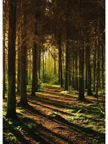 1pc Đẹp Rừng Xanh Đậm Sương Mù Núi Phong Cảnh Phong Cảnh Thiên Nhiên Poster Tranh Canvas Nghệ Thuật Treo Tường Hình Ảnh Trang Trí Phòng Nhà Không Có Khung - Nhiều màu - Xem 17