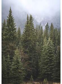 1pc Đẹp Rừng Xanh Đậm Sương Mù Núi Phong Cảnh Phong Cảnh Thiên Nhiên Poster Tranh Canvas Nghệ Thuật Treo Tường Hình Ảnh Trang Trí Phòng Nhà Không Có Khung - Nhiều màu - Xem 47