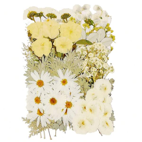 100 pièces de fleurs séchées pour le DIY, marguerites, feuilles, hortensias, fleurs pressées naturelles multicolores décoratives pour artisanat, bijoux en résine, scrapbooking, fabrication de cartes, savon, bougies DIY, Saint-Valentin, cadeaux