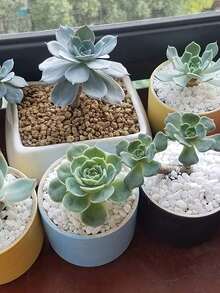 100g/300g Piedras blancas para decoración de jardín - Blanco - Ver 4