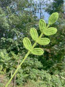 1 件，钩针编织叶子装饰，手工钩针编织叶，非常适合情人节春夏家居装饰，创意设计的人造仿真植物枝条，情人节，礼物礼物生日毕业