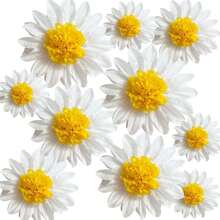 5pcs/10pcs,Daisy Tissue Paper Pom Poms Party Decorations White Yellow Flowers Wall Hanging 1st Birthday Bridal Wedding Classroom Decor 12" 8"