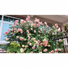 2 Pack Metal Garden Trellis 86.7" X 19.7" Rustproof Trellis For Climbing Plants Outdoor Flower Support Black - Default - View 7