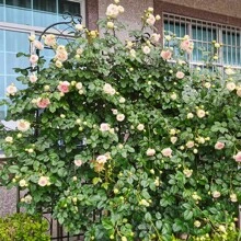 2 Pack Metal Garden Trellis 86.7" X 19.7" Rustproof Trellis For Climbing Plants Outdoor Flower Support Black - Default - View 2