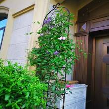 2 Pack Metal Garden Trellis 86.7" X 19.7" Rustproof Trellis For Climbing Plants Outdoor Flower Support Black - Default - View 3