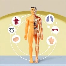 1PC Human Body Toy Translucent Fully Transparent Human Organ Model Explore Life Science Medical Experiment Bone Marrow Structure Model Toy, Human Organs, Chiropractor, Choxila Marrow, Organ, Speech Therapy