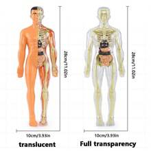 1PC Human Body Toy Translucent Fully Transparent Human Organ Model Explore Life Science Medical Experiment Bone Marrow Structure Model Toy, Human Organs, Chiropractor, Choxila Marrow, Organ, Speech Therapy