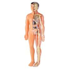 1PC Human Body Toy Translucent Fully Transparent Human Organ Model Explore Life Science Medical Experiment Bone Marrow Structure Model Toy, Human Organs, Chiropractor, Choxila Marrow, Organ, Speech Therapy