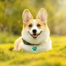 寵物專用個性化狗狗識別吊牌，客製化雕刻狗狗姓名牌與貓咪識別牌，合金吊飾適用於狗狗項圈，貓咪項圈手工客製雕刻獨特不鏽鋼狗狗吊牌 - 彩色 - 查看 7