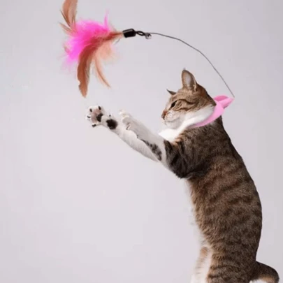 1 免手持猫玩具，猫项圈玩具，逗猫棒，自娱项圈，S形羽毛铃铛猫玩具，宠物用品