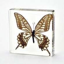 1pc Large Size (4.8cm/7.5cm) Transparent Spread Wings Butterfly, Spider, Butterfly, Giant Centipede Series Model. Insect Specimen, Permanent Preservation Animal Model Crafts, Real Nature Insect Butterfly Resin Specimen Bookend, Transparent Acrylic Square Plant And Animal Insect Model Decorative Craft (Crystal Crafts Are Fragile, Beware Of Bumps) - Multicolor - View 20