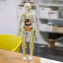 1PC Human Body Toy Translucent Fully Transparent Human Organ Model Explore Life Science Medical Experiment Bone Marrow Structure Model Toy, Human Organs, Chiropractor, Choxila Marrow, Organ, Speech Therapy