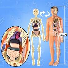 1PC Human Body Toy Translucent Fully Transparent Human Organ Model Explore Life Science Medical Experiment Bone Marrow Structure Model Toy, Human Organs, Chiropractor, Choxila Marrow, Organ, Speech Therapy
