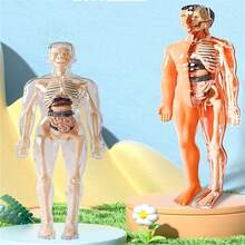 1PC Human Body Toy Translucent Fully Transparent Human Organ Model Explore Life Science Medical Experiment Bone Marrow Structure Model Toy, Human Organs, Chiropractor, Choxila Marrow, Organ, Speech Therapy