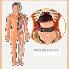 1PC Human Body Toy Translucent Fully Transparent Human Organ Model Explore Life Science Medical Experiment Bone Marrow Structure Model Toy, Human Organs, Chiropractor, Choxila Marrow, Organ, Speech Therapy