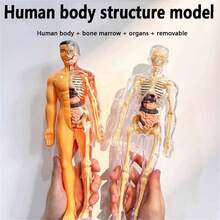 1PC Human Body Toy Translucent Fully Transparent Human Organ Model Explore Life Science Medical Experiment Bone Marrow Structure Model Toy, Human Organs, Chiropractor, Choxila Marrow, Organ, Speech Therapy
