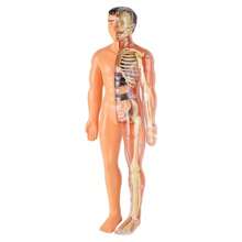 1PC Human Body Toy Translucent Fully Transparent Human Organ Model Explore Life Science Medical Experiment Bone Marrow Structure Model Toy, Human Organs, Chiropractor, Choxila Marrow, Organ, Speech Therapy