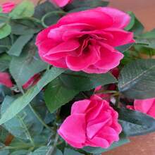 Kit 2 Flower Chain Autumn Cord Simulation 2 Meters Decorative Artificial Flowers - Rosa Fucsia - Ver 3