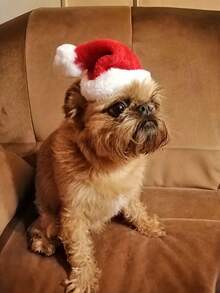 1/2pcs Pet Christmas Hat - Mini Holiday Decor For Dogs And Cats, Made Of Fabric Material, Cute Outfit For Party And Vacation - Red - View 7