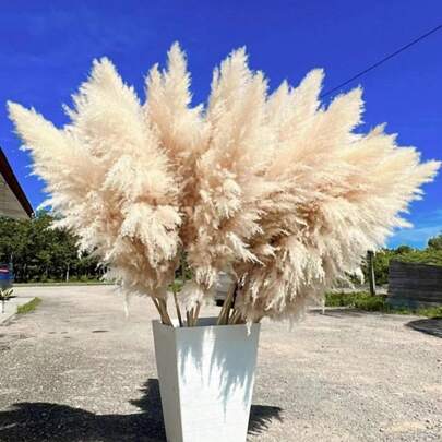 10/20/30 peças de hastes de capim-dos-pampas de luxo, bege, fofinhas e de 60/99 cm de altura, buquê de capim-dos-pampas seco para adicionar um estilo boho e rústico ao seu espaço. O capim-dos-pampas é a escolha ideal para arranjos florais, decoração de casa, formatura, baile de formatura/vasos, casamentos e para criar um ambiente boho em casa. Perfeito para decorações de Halloween e casamento, Dia dos Namorados, presentes de aniversário, decoração de outono, plantas artificiais.