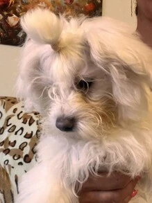 1000pcs Random Color Disposable Pet Hair Tie For Cat & Dog For Decoration - Multicolor - View 8