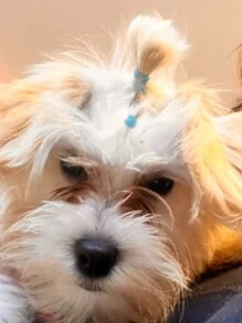 1000pcs Random Color Disposable Pet Hair Tie For Cat & Dog For Decoration - Multicolor - View 7