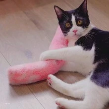 1 búp bê mèo, búp bê nhồi bông đồng hành thú cưng, búp bê đuổi bắt & nhai, gối thú cưng - Nhiều màu - Xem 2