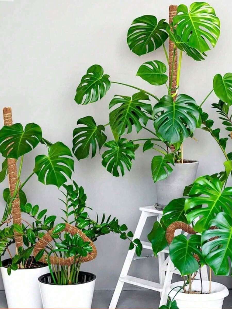 Plant Support Plant Stakes, Half Round Plant Support Ring Plastic Plant