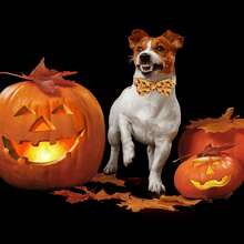 1 pièce Collier de chien personnalisable pour Halloween avec nœud papillon, réglable, conceptions de crâne, citrouille, chauve-souris, fantôme, accessoires pour animaux de compagnie pour Halloween, fournitures pour chiens, meilleur cadeau d'Halloween pour les animaux de compagnie