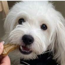 1 Packung mit 2 Sticks, verpackte Backenzahnsticks für Hunde, Snacks zur Zahn- und Knochenreinigung, Kausnacks