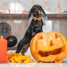 1 pièce Collier de chien personnalisable pour Halloween avec nœud papillon, réglable, conceptions de crâne, citrouille, chauve-souris, fantôme, accessoires pour animaux de compagnie pour Halloween, fournitures pour chiens, meilleur cadeau d'Halloween pour les animaux de compagnie