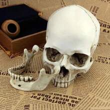 Anatomical Medical Human Skull Replica Model 1:1 Life-Size Skeleton Head Teeth - White - View 1