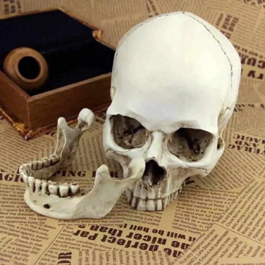 Anatomical Medical Human Skull Replica Model 1:1 Life-Size Skeleton Head Teeth - White - View 1