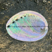 1 件天然鲍鱼壳，多用途装饰贝壳，适用于家居装饰、瑜伽、熏香和节日庆祝 - 彩色 - 查看 3