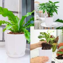 Four Medium-Sized Octagonal Flower Pots, High-Quality And Lightweight Flower Pots, With Subtle Patterns On The Outer Wall Of The Pots To Showcase Their Quality. Made Of High-Quality PP Material, It Greatly Reduces Weight While Ensuring The Original Strength, Making It Easier To Move After Planting Plants. PP Material Plastic Flower Pots Are Safer And Healthier, Caring For The Healthy Growth Of Plants. Choose From Four Different Colored Flower Pots According To Your Needs - trắng - Xem 4