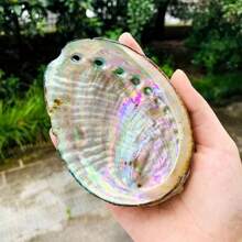1 件天然鲍鱼壳，多用途装饰贝壳，适用于家居装饰、瑜伽、熏香和节日庆祝 - 彩色 - 查看 1
