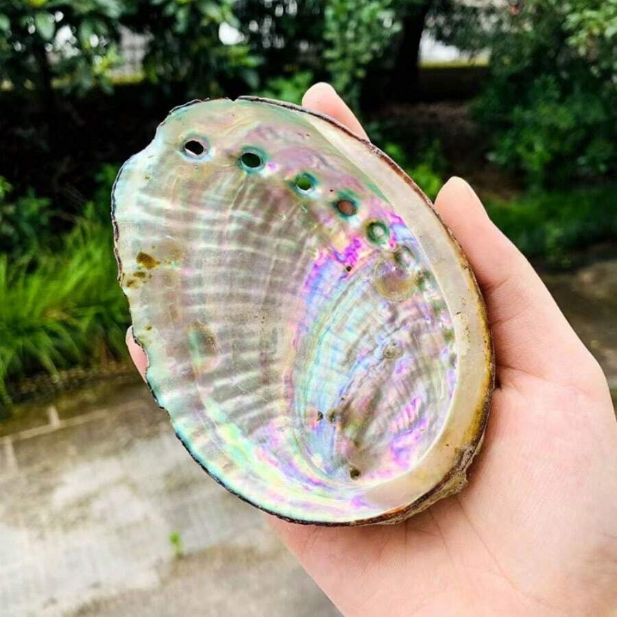 1 件天然鲍鱼壳，多用途装饰贝壳，适用于家居装饰、瑜伽、熏香和节日庆祝 - 彩色 - 查看 1