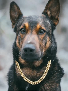 1pc Pet Dog Big Gold Chain Collar Decoration, 45cm/17.71in Cat Necklace With Cubic Zirconia, Chain And Clasp